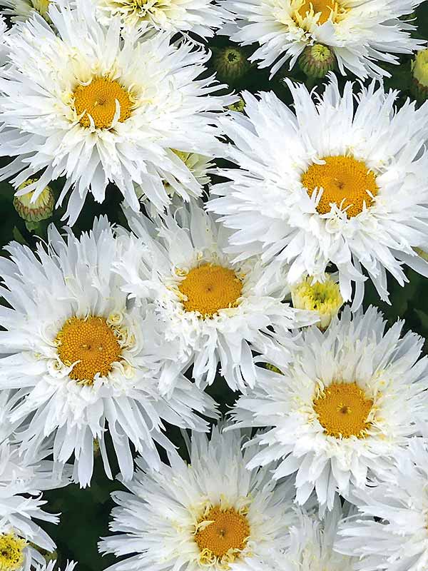Shasta Daisy - Belgian Lace