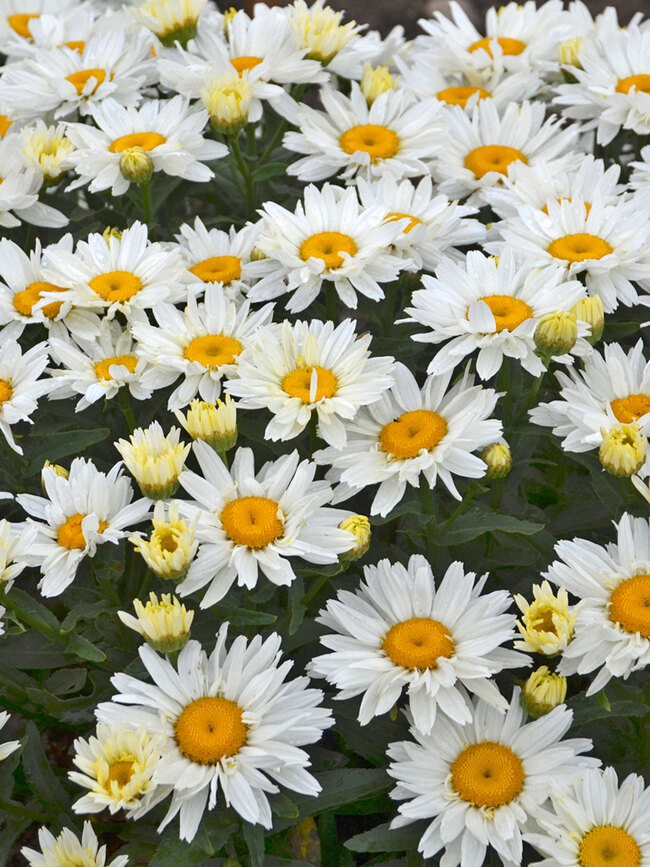 Leucanthemum Cream Puff