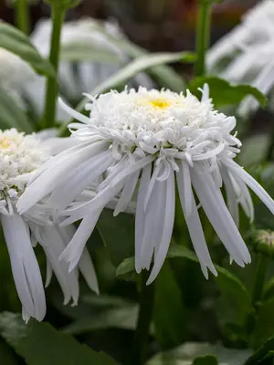 Link to Leucanthemum Double Angel Daisy&reg;