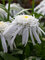 Leucanthemum Double Angel Daisy