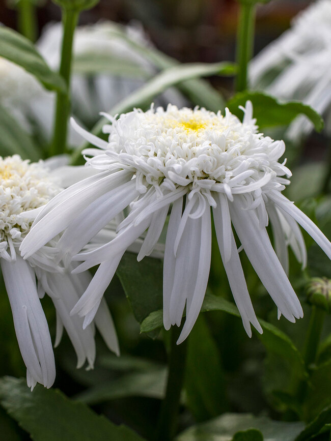 Leucanthemum Double Angel Daisy