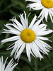 Leucanthemum Sweet Daisy Cher