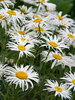 Leucanthemum Sweet Daisy Cher