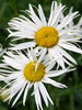 Leucanthemum Sweet Daisy Cher