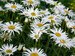 Leucanthemum Sweet Daisy Cher