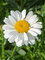 Leucanthemum Sweet Daisy Jane