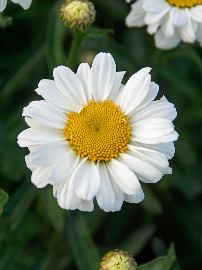 Beauty Yellow Marguerite Daisy, Monrovia Plant