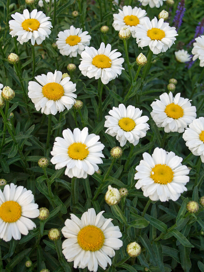 Download Leucanthemum Sweet Daisy Jane Bluestone Perennials