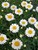 Leucanthemum Sweet Daisy Jane