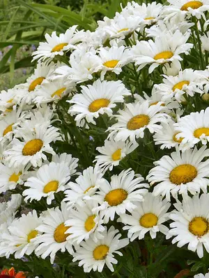 Link to Leucanthemum Daisy May&reg;