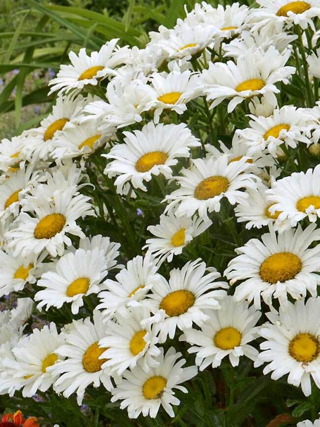 Leucanthemum Daisy -- Bluestone Perennials