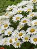 Leucanthemum Daisy Mae