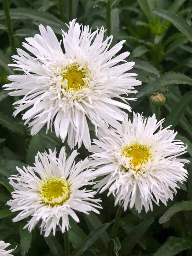 Leucanthemum Fluffy