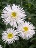 Leucanthemum Fluffy