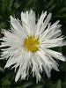 Leucanthemum Fluffy