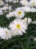 Leucanthemum Fluffy