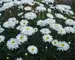 Leucanthemum Fluffy