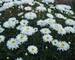 Leucanthemum Fluffy