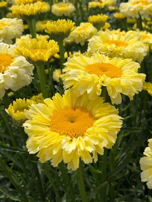 Link to Leucanthemum Real Goldcup