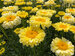 Leucanthemum Real Goldcup