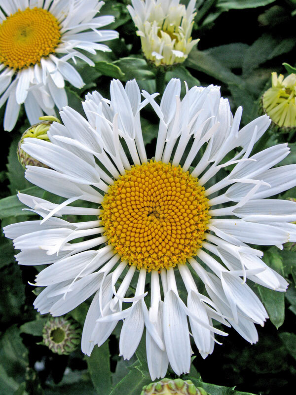 Leucanthemum Lacrosse