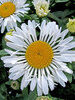 Leucanthemum Lacrosse