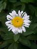 Leucanthemum Lacrosse