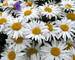 Leucanthemum Lacrosse
