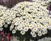 Leucanthemum Lacrosse