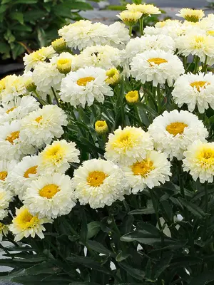 Link to Leucanthemum Lemon Puff