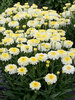 Leucanthemum Lemon Puff