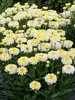 Leucanthemum Lemon Puff