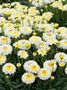 Leucanthemum Lemon Puff