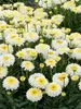 Leucanthemum Lemon Puff