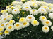 Leucanthemum Lemon Puff