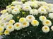 Leucanthemum Lemon Puff