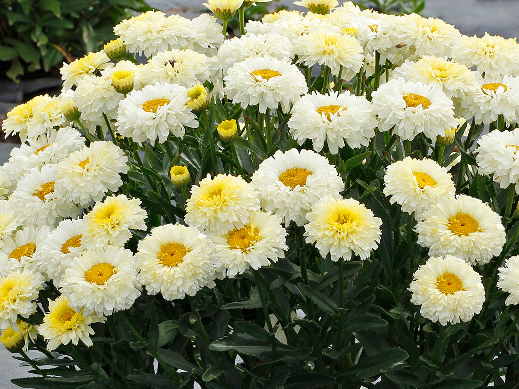 ARABIA エステリ \"Chrysanthemum leucanthemum\" ARABIA エステリ 