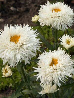 CSLS_0_Chrysanthemum_Superbum_