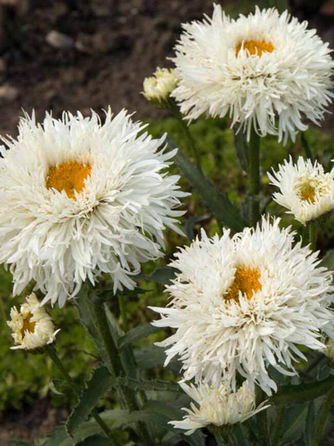 Leucanthemum LaSpider