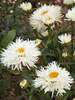 Leucanthemum LaSpider