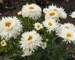 Leucanthemum LaSpider