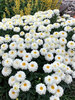 Leucanthemum Macaroon