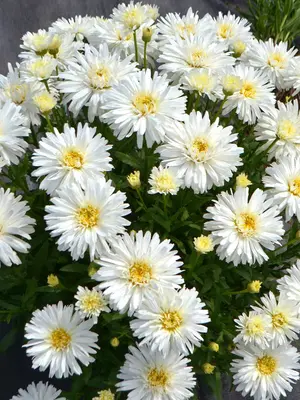 Link to Leucanthemum Mt Hood