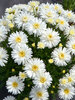 Leucanthemum Mt Hood