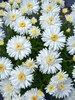 Leucanthemum Mt Hood