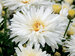 Leucanthemum Mt Hood