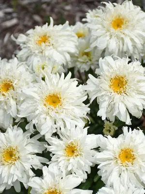Link to Leucanthemum Marshmallow