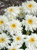 Leucanthemum Marshmallow