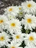 Leucanthemum Marshmallow