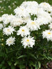 Leucanthemum Marshmallow